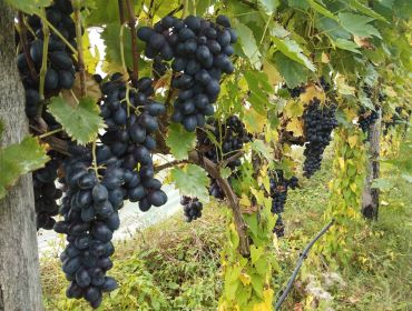 Vigne bio Les Rubis du Verger