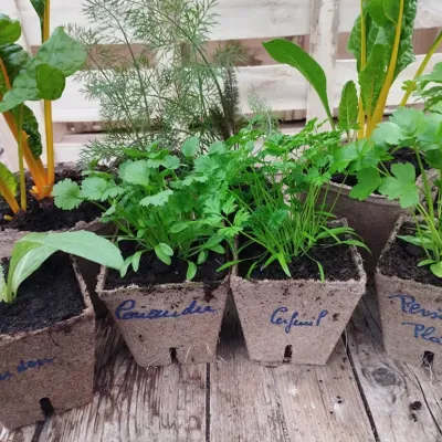 jardin d'herbe christine plants
